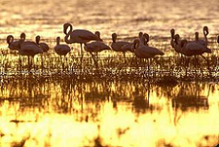 Кения. Озеро Туркана